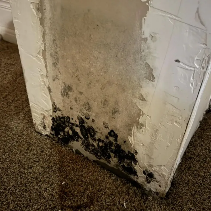 Professional Mold Removal in Westlake, TX